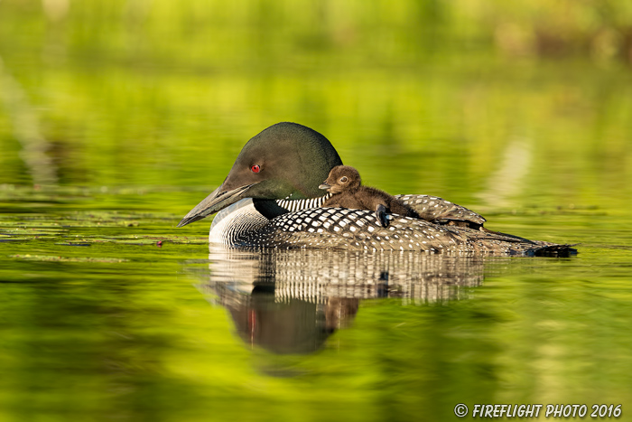 Common loon;loon;Gavia immers;baby;reflection;Sugar Hill;NH;pond;NH;D5