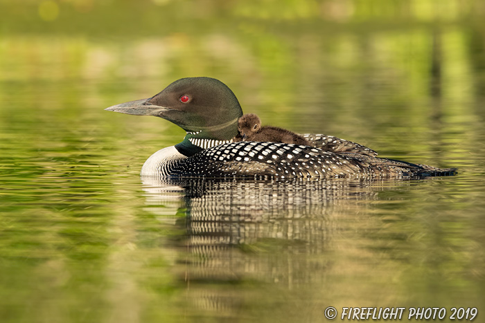 Common loon;loon;Gavia immers;Northern NH;NH;water;chick;baby;D5