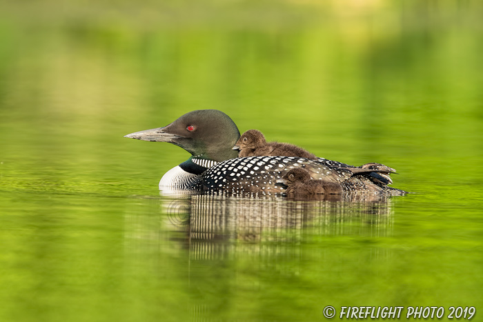 Common loon;loon;Gavia immers;baby;reflection;Sugar Hill;NH;pond;NH;D5