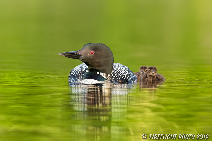 Common loon;loon;Gavia immers;Northern NH;NH;water;chick;baby;D5