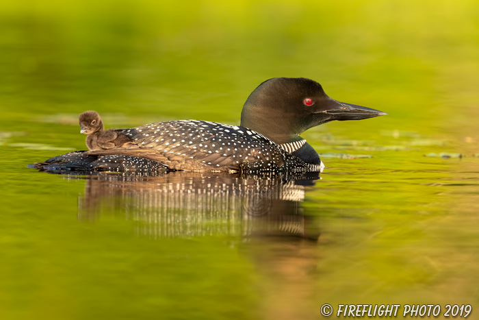 Common loon;loon;Gavia immers;Northern NH;NH;chick;baby;sunset;D5