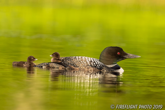 Common loon;loon;Gavia immers;Northern NH;NH;chick;baby;sunset;D5