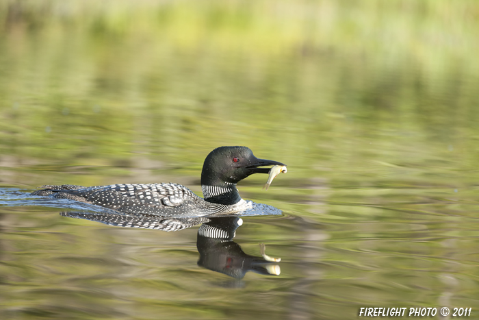 Common loon;loon;Gavia immer;Fish;East Inlet Pond;Pittsburg;NH;D3X