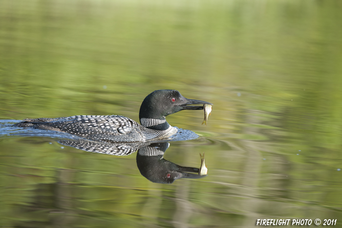 Common loon;loon;Gavia immer;Fish;Pond;East Inlet;Pittsburg;NH;D3X