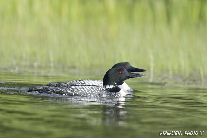 Common loon;loon;Gavia immers;Squam Lake;Pittsburg;East Inlet;NH;D4
