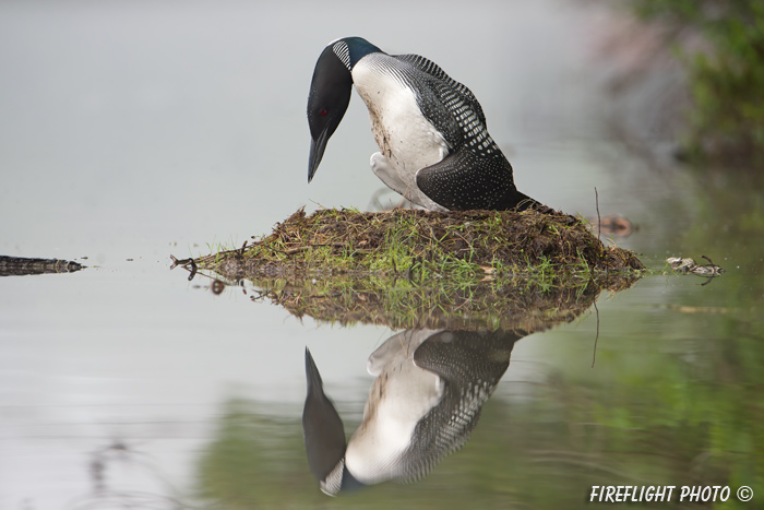 Common loon;loon;Gavia immers;nest;eggs;Littleton;NH;Partridge Lake;NH;D4