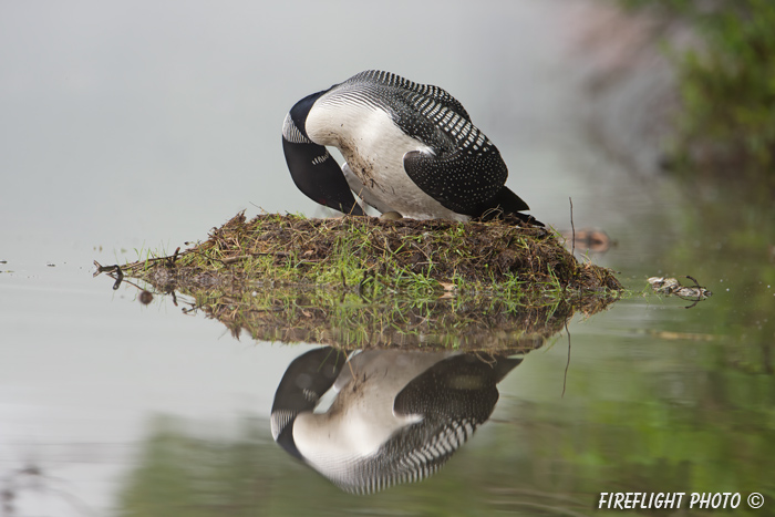 Common loon;loon;Gavia immers;nest;eggs;Littleton;NH;Partridge Lake;NH;D4