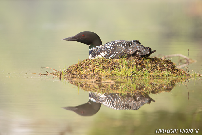 Common loon;loon;Gavia immers;nest;eggs;Littleton;NH;Partridge Lake;NH;D4