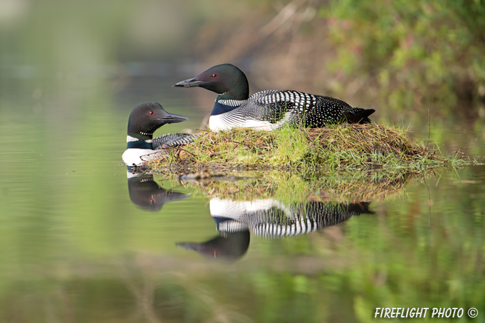 Common loon;loon;Gavia immers;nest;reflection;Littleton;NH;loon pair;NH;D4