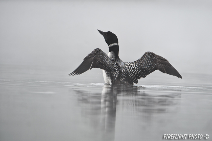 Common loon;loon;Gavia immers;fog;reflection;Littleton;NH;Loon Dance;NH;D4