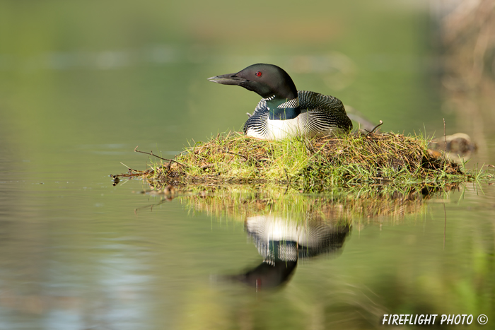Common loon;loon;Gavia immers;nest;reflection;Littleton;NH;sunrise;NH;D4