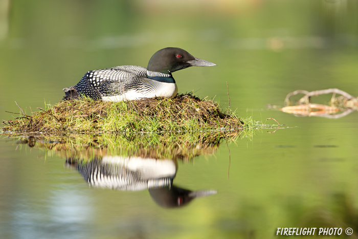 Common loon;loon;Gavia immers;nest;reflection;Littleton;NH;sunrise;NH;D4