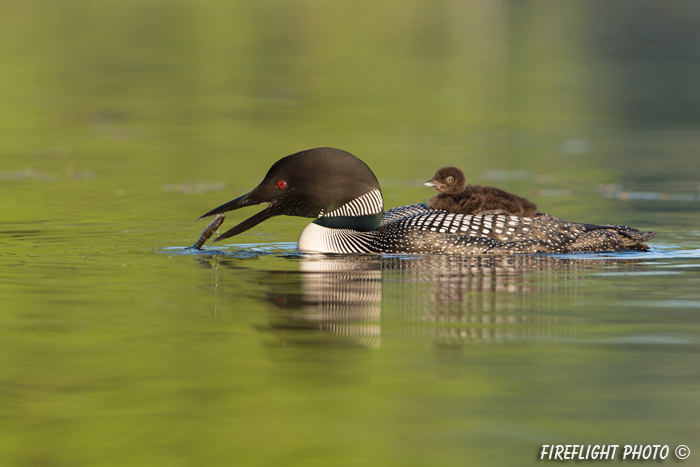 Common loon;loon;Gavia immers;baby;fish;reflection;Littleton;NH;sunrise;NH;D4