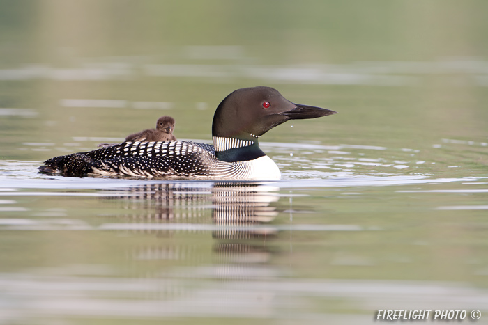 Common loon;loon;Gavia immers;baby;reflection;Littleton;NH;Partridge Lake;NH;D4
