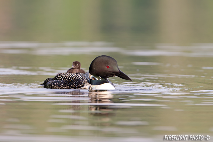 Common loon;loon;Gavia immers;baby;reflection;Littleton;NH;Partridge Lake;NH;D4