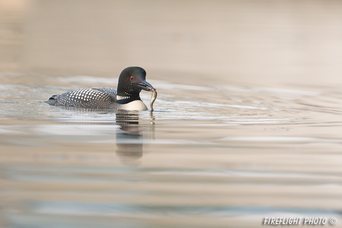 Common loon;loon;Gavia immers;fish;reflection;Littleton;NH;Partridge Lake;NH;D4