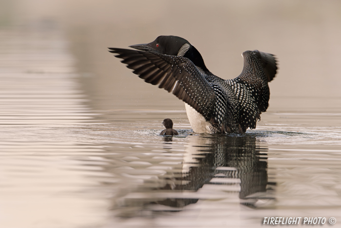Common loon;loon;Gavia immers;baby;reflection;Littleton;NH;Loon Dance;NH;D4