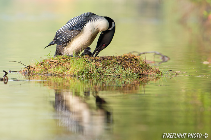 Common loon;loon;Gavia immers;baby;reflection;Littleton;NH;nest;turning egg;NH;D4