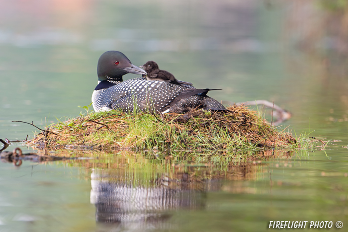 Common loon;loon;Gavia immers;baby;reflection;Littleton;NH;back;nest;NH;D4
