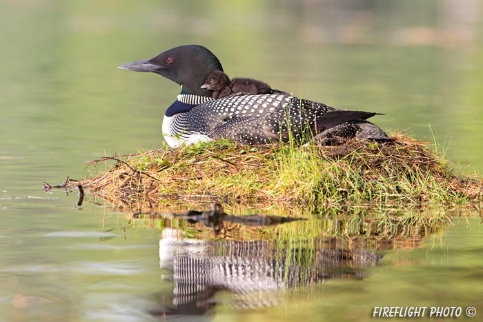 Common loon;loon;Gavia immers;baby;reflection;Littleton;NH;back;nest;NH;D4