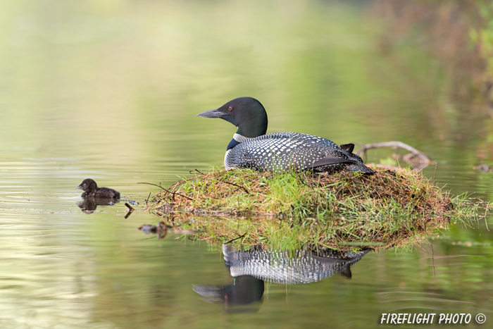 Common loon;loon;Gavia immers;baby;reflection;Littleton;NH;nest;NH;D4