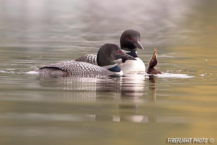 Common loon;loon;Gavia immers;fish;baby;reflection;Littleton;NH;sunrise;NH;D4