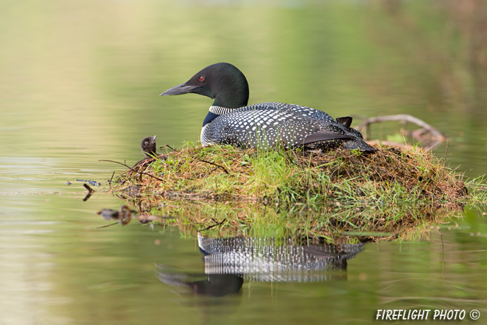 Common loon;loon;Gavia immers;nest;reflection;baby;Littleton;NH;sunrise;NH;D4