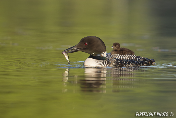 Common loon;loon;Gavia immers;baby;fish;reflection;Littleton;NH;sunrise;NH;D4