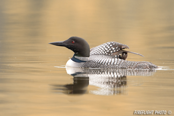 Common loon;loon;Gavia immers;baby;reflection;Littleton;NH;sunrise;NH;D4