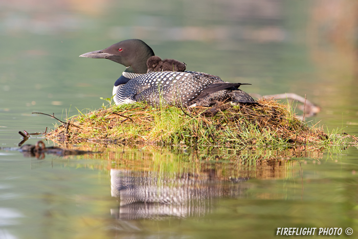 Common loon;loon;Gavia immers;baby;reflection;nest;Littleton;NH;sunrise;NH;D4