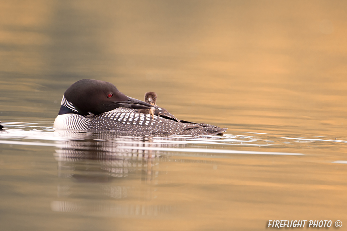 Common loon;loon;Gavia immers;baby;reflection;Littleton;NH;sunrise;NH;D4