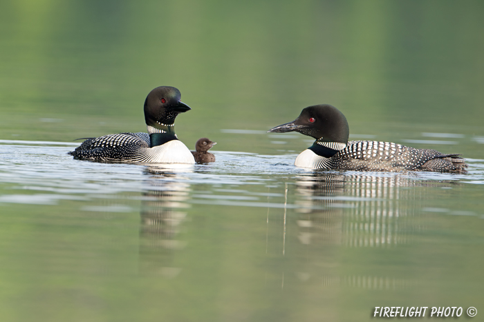 Common loon;loon;Gavia immers;baby;reflection;Littleton;NH;sunrise;NH;D4