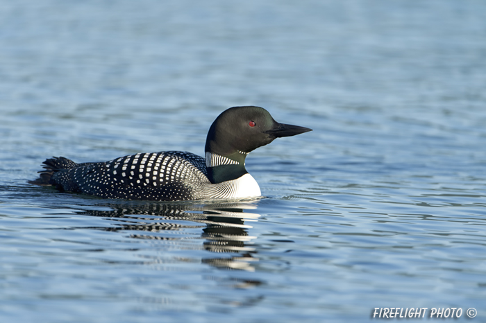 Common loon;loon;Gavia immers;Squam Lake;Lakes Region;Holderness;NH;D4