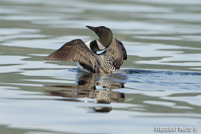 Common loon;loon;Gavia immers;Squam Lake;Lakes Region;wing flap;Holderness;NH;D4