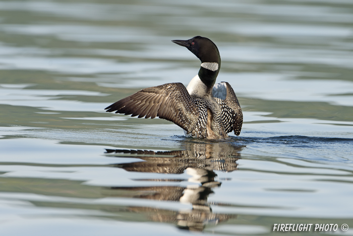 Common loon;loon;Gavia immers;wing flap;Squam Lake;Lakes Region;Holderness;NH;D4