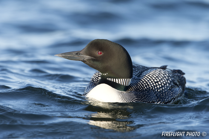 Common loon;loon;Gavia immers;Squam Lake;Lakes Region;Holderness;NH;D4