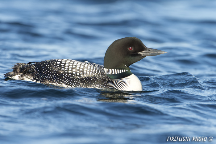 Common loon;loon;Gavia immers;Squam Lake;Lakes Region;Holderness;NH;D4