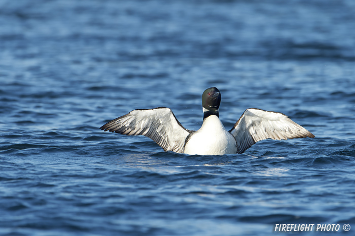 Common loon;loon;Gavia immers;Squam Lake;Lakes Region;wing stretch;Holderness;NH;D4