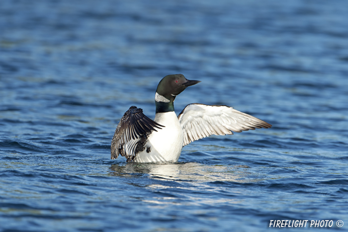 Common loon;loon;Gavia immers;Squam Lake;Lakes Region;wing stretch;Holderness;NH;D4