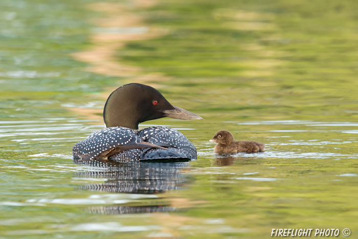 Common loon;loon;Gavia immers;Squam Lake;Lakes Region;chick;baby;Holderness;NH;D4s