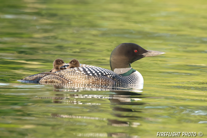 Common loon;loon;Gavia immers;Squam Lake;Lakes Region;chick;baby;Holderness;NH;D4s