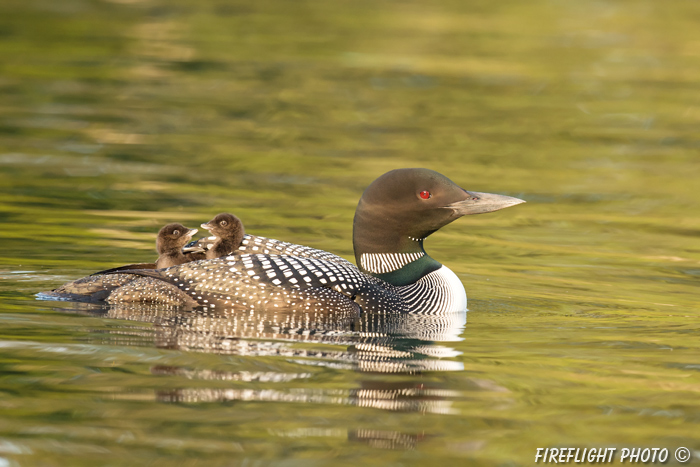 Common loon;loon;Gavia immers;Squam Lake;Lakes Region;chick;baby;Holderness;NH;D4s