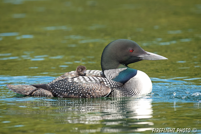 Common loon;loon;Gavia immers;Squam Lake;Lakes Region;chick;baby;Holderness;NH;D4s