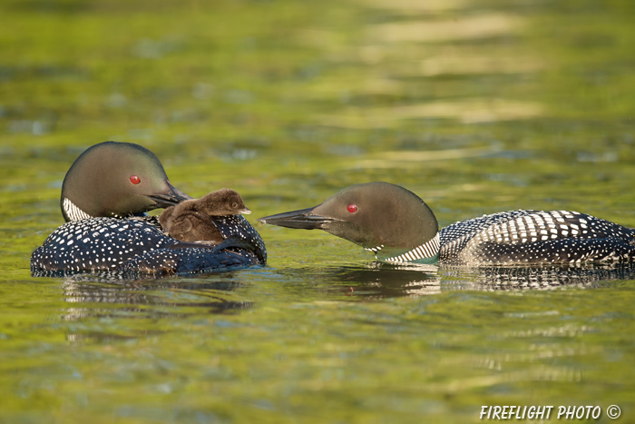 Common loon;loon;Gavia immers;Squam Lake;Lakes Region;chick;baby;Holderness;NH;D4s