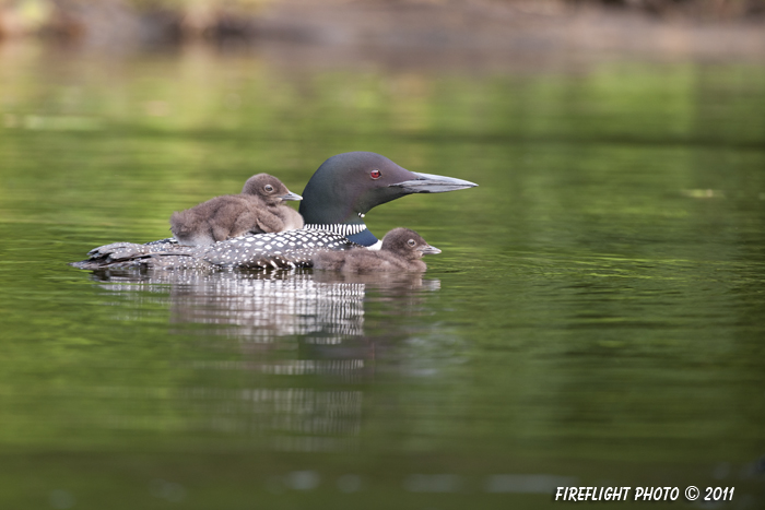 Common loon;loon;Gavia immer;Baby;Partridge Lake;Littleton;NH