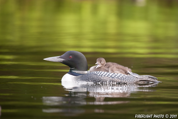 Common loon;loon;Gavia immer;Baby;Partridge Lake;Littleton;NH;D3X