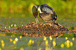 Wildlife;Common-loon;loon;Gavia-immers;nest;eggs;Sugar-Hill;NH;Sunset;D5