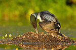 Wildlife;Common-loon;loon;Gavia-immers;nest;eggs;Sugar-Hill;NH;Sunset;D5