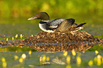 Wildlife;Common-loon;loon;Gavia-immers;nest;eggs;Sugar-Hill;NH;Sitting;Sunset;D5