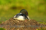 Wildlife;Common-loon;loon;Gavia-immers;nest;eggs;Sugar-Hill;NH;Sitting;Sunset;D5